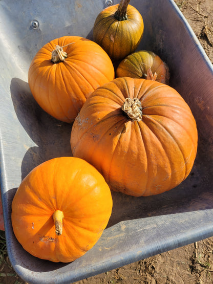 Several orange pumpkins and a few greenish pumpkins rest in a metal wheelbarrow on a sunny day, with dirt visible in the background—perfect inspiration for ReCreation Flowers’ Autumn Flower Class in Leigh-on-Sea or as accents for your next seasonal floral arrangement.